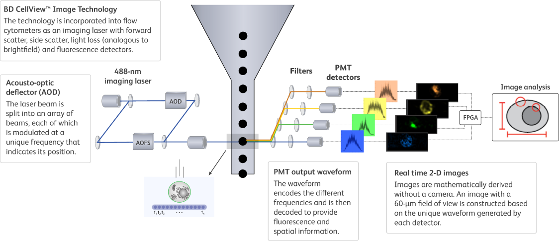 CellView-Diagram