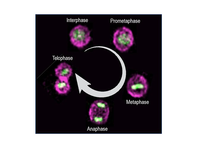 Image-Based-Mitosis-Stage-Identification