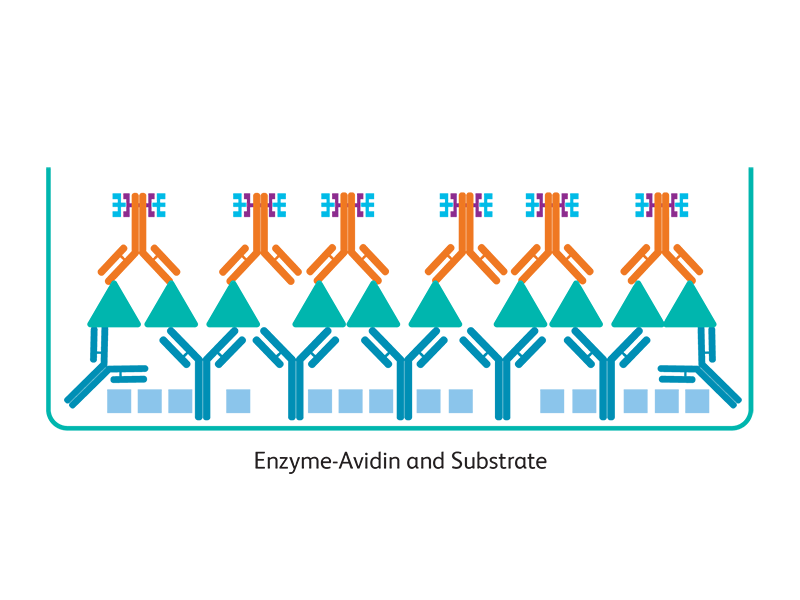 Immunoassays