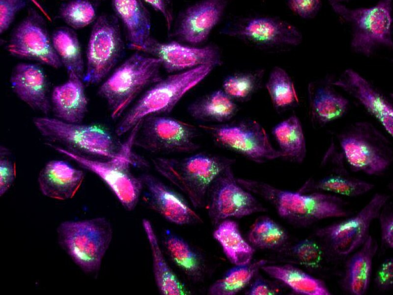 Immunofluorescence