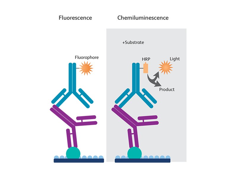 Western Blotting