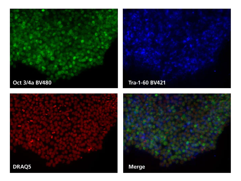 Spectra for BV480 results.