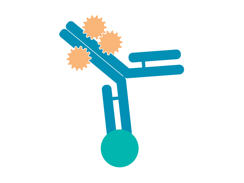 Diagram showing direct immunofluorescence.