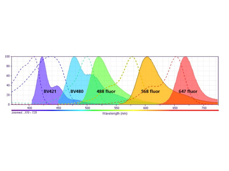 Wavelength results for BV421, BV480, 488 Fluor, 568 fluor, 647 fluor dyes.