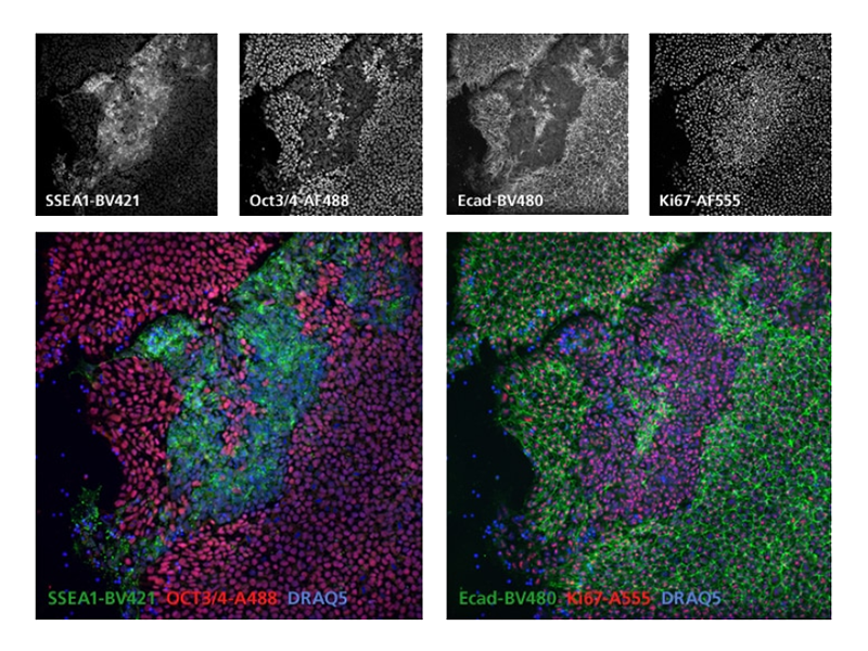 Various fluorescence results for multiple tests.