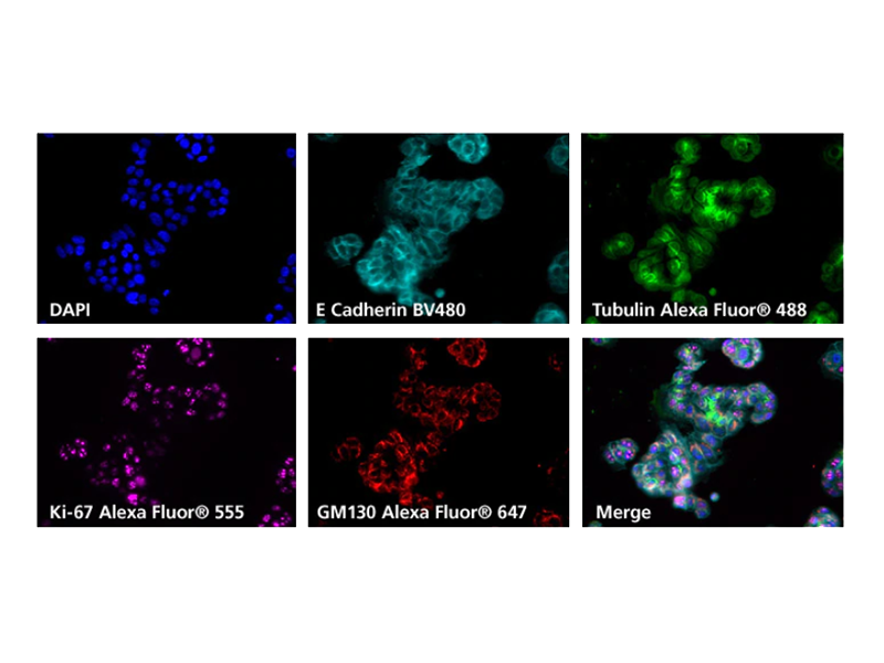 Grid of 6 fluorescence results for BV480