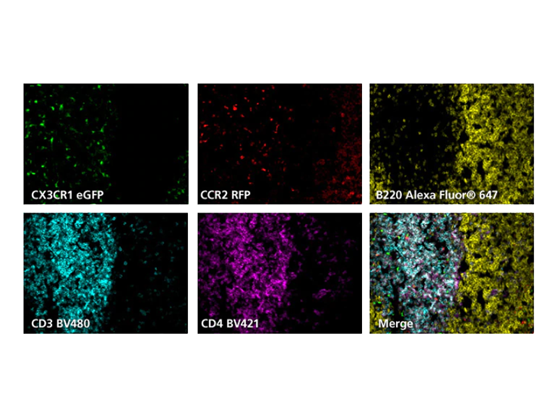 Grid of 6 fluorescence results from mouse spleen sample.