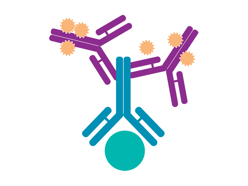 Diagram showing direct immunofluorescence.