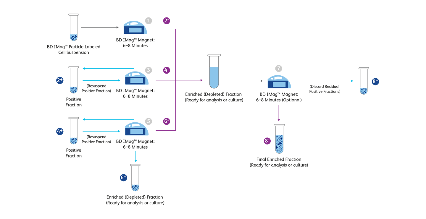 Diagram showing BD Imag™ workflow.