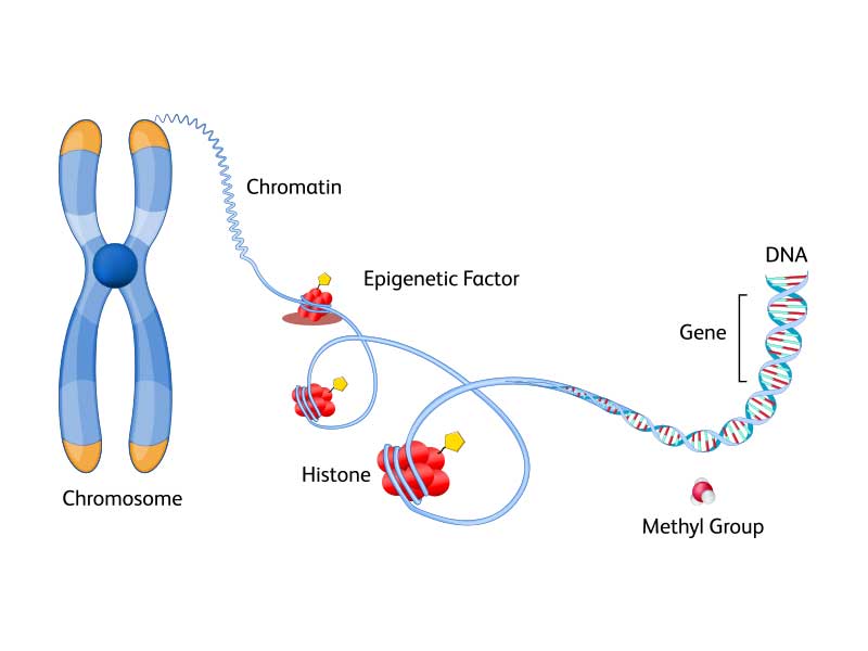 Epigenomics