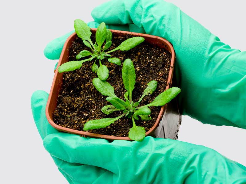 Plant Biology