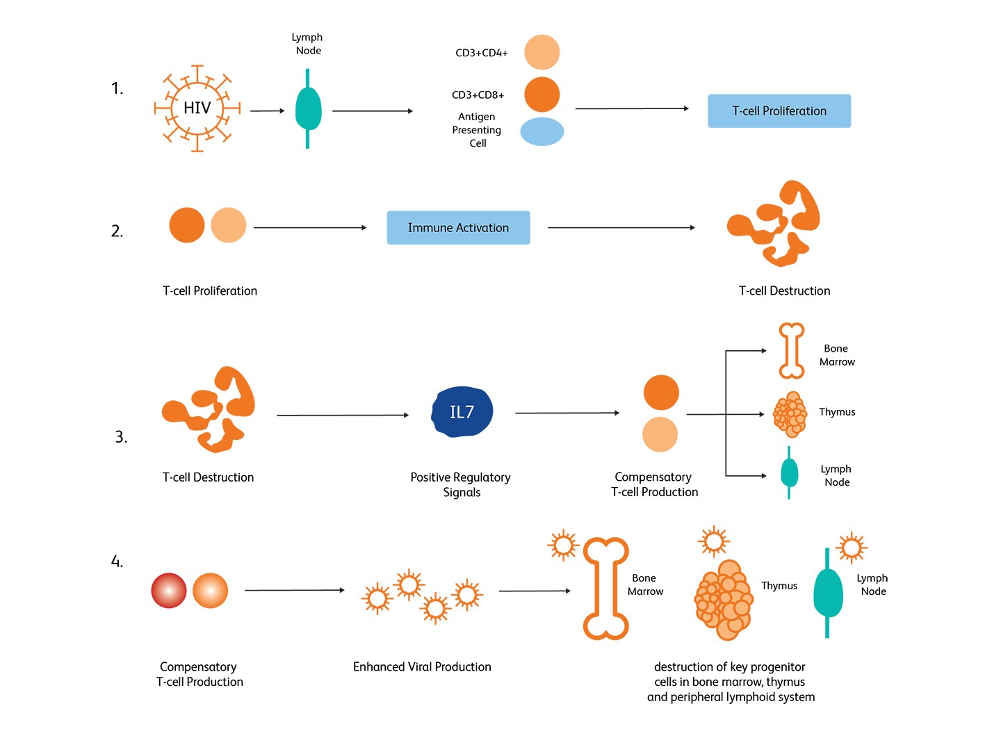 Diagram showing the stages of HIV infection.