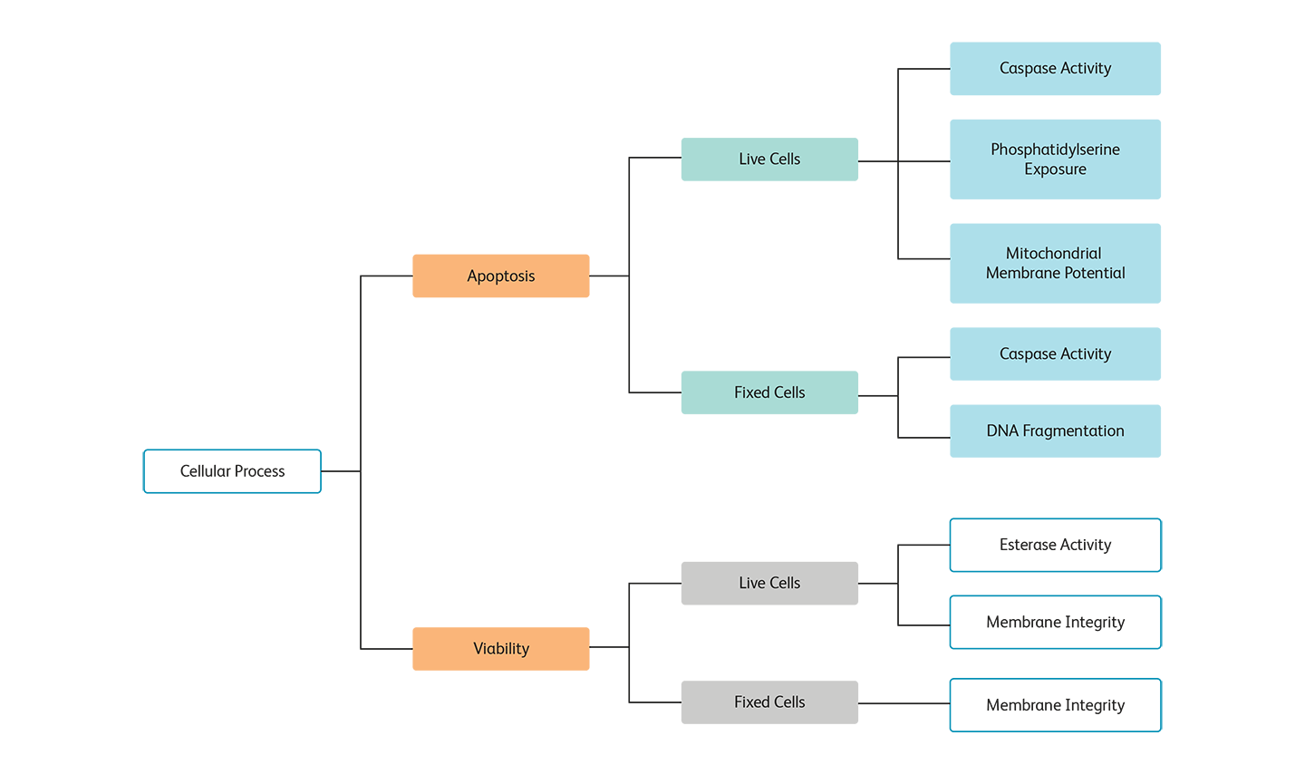 Diagram showing the cellular process and steps for apoptostis compared to cell viability.