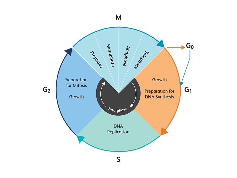 Chart showing stages of interphase changes for the cell cycle.