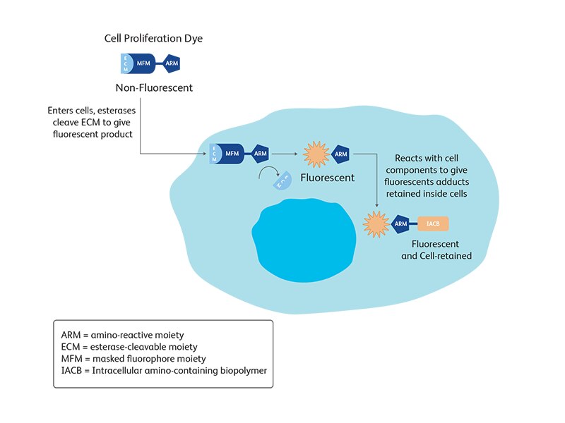 Diagram showing how cell proliferation dye enters and affects cells.