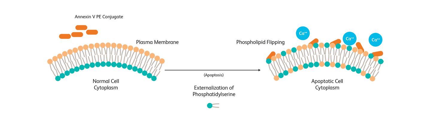 Diagram showing apoptosis of external phosphatidylserine.