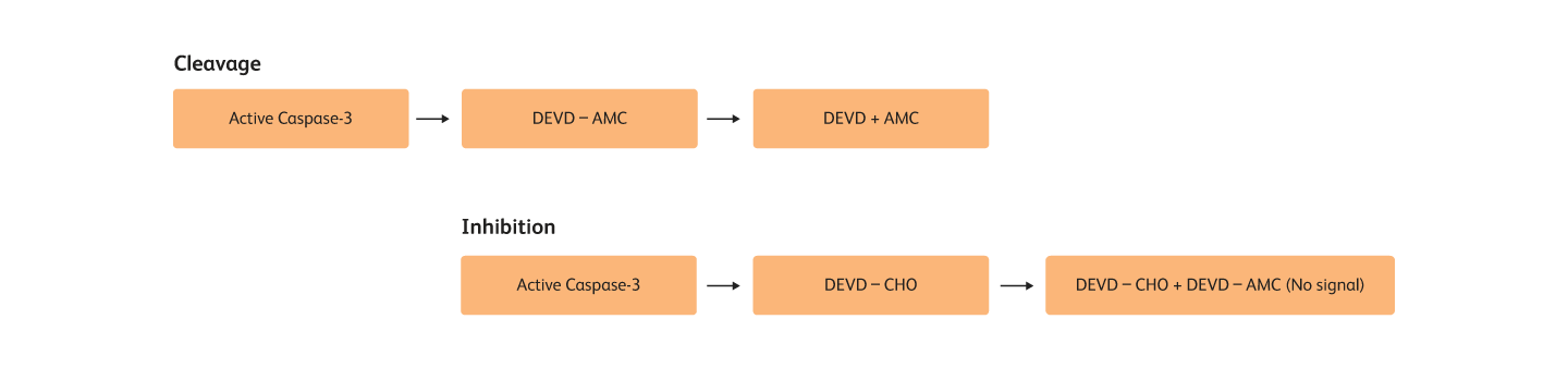 Diagrams showing stages of cleavage and inhibition.