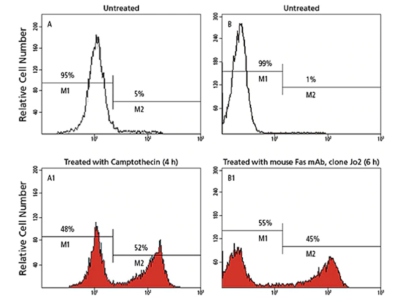 Data showing relative cell number of untreated and treated cells using camptothecin and mous Fas mAb.