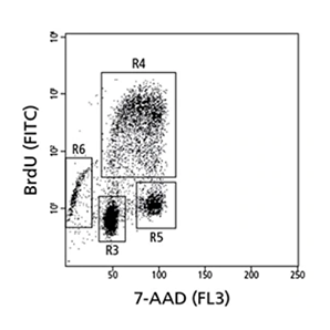 Data comparing BrdU FITC and APC results.