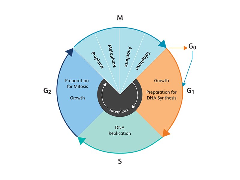 Chart showing stages of interphase changes for the cell cycle.