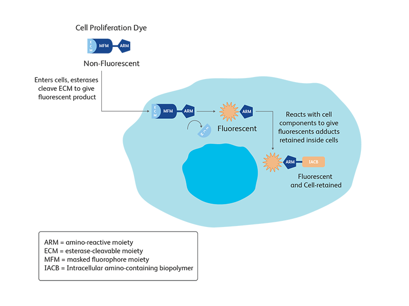 Diagram showing how cell proliferation dye enters and affects cells.