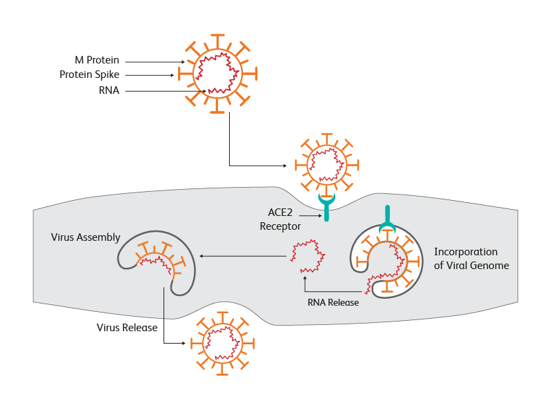 Steps of Coronovirus multiplication in a cell.