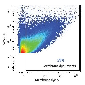 EV Characterization From Human MCF7