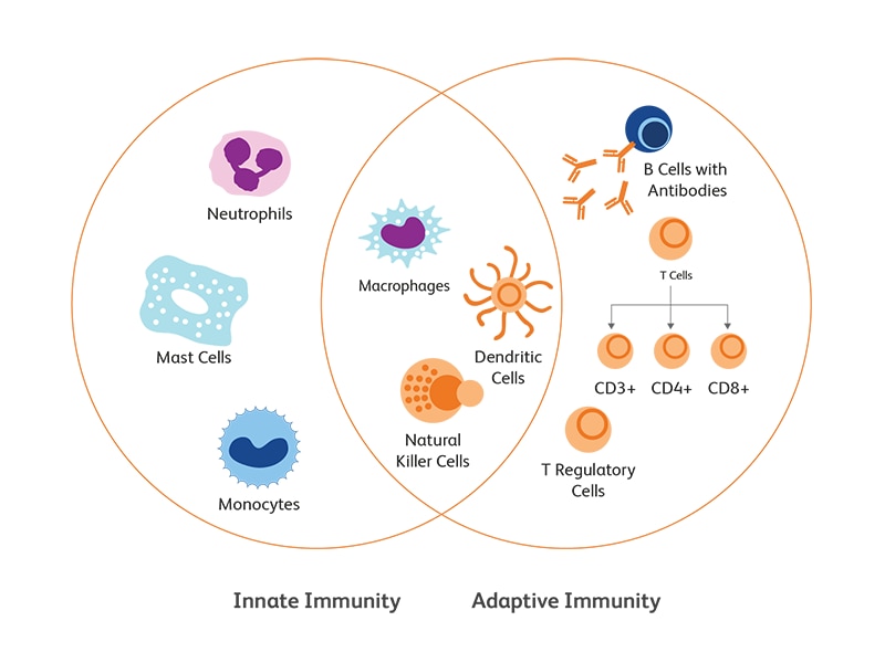 Venn diagram showing an cross section between innate and adaptive immunity amongst cells.