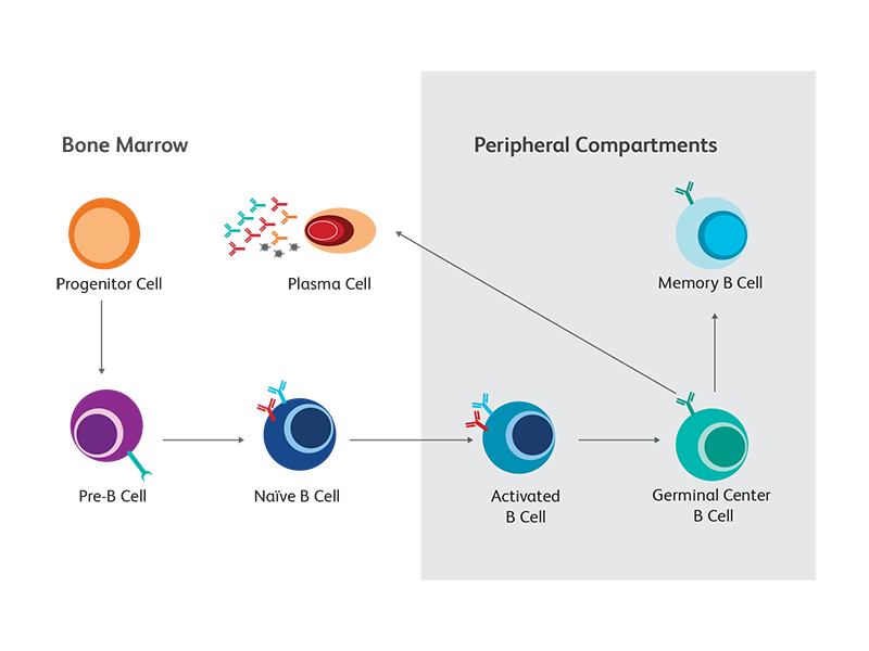 Diagram showing B cell maturation stages.