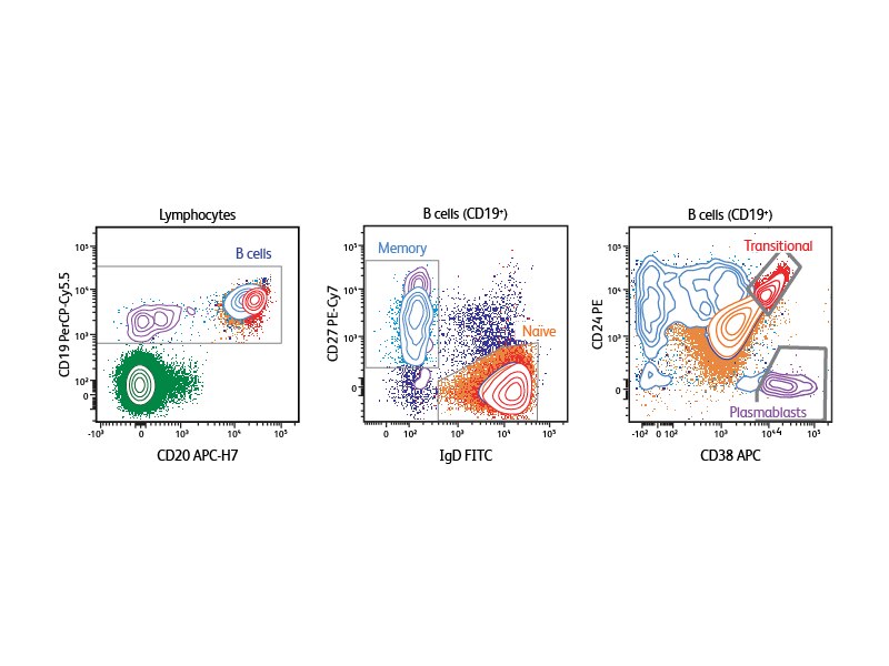 Charts detailing staining results for lymphoctyes and b cells.
