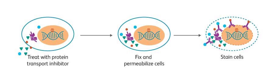 Diagram showing stain cells as they permeate cells.