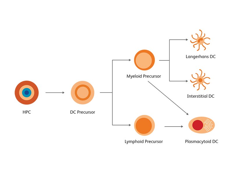 Diagram showing steps for development of dendritic cells.