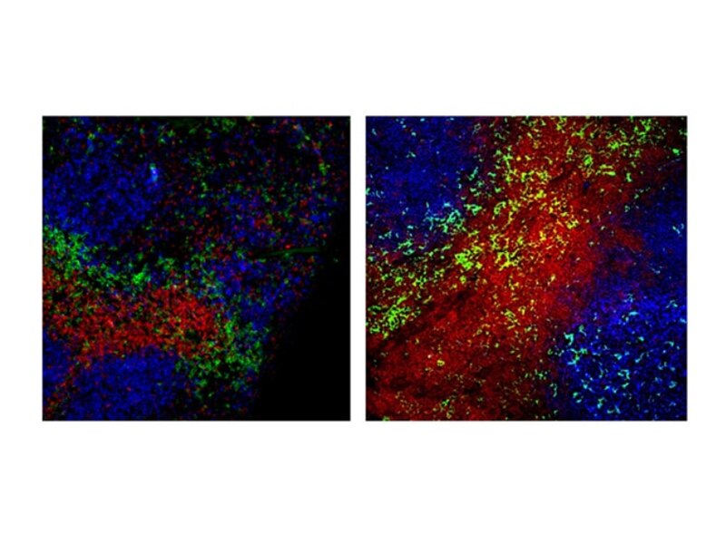 Image comparing two different cell stains.