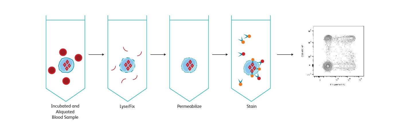 Diagram showing stages of Fast Immune acting on a sample.