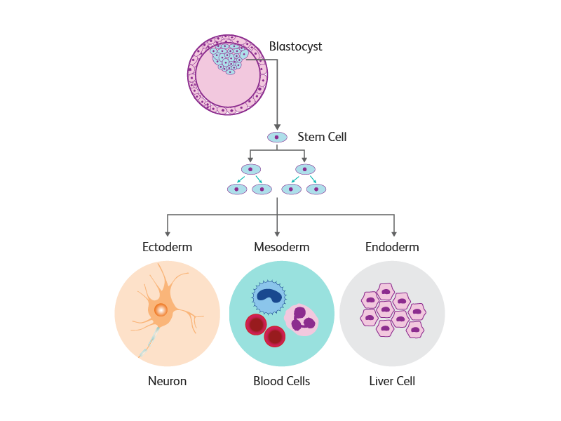 Diagram detailing embryonic stem cell differentiation process.