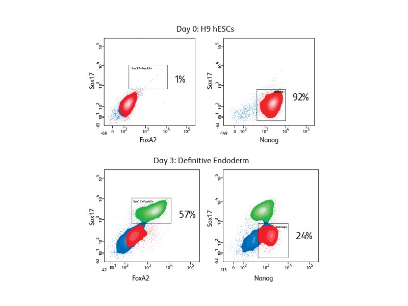 Data set showing day zero and day 3 results for FoxA2 and Nanog tests.