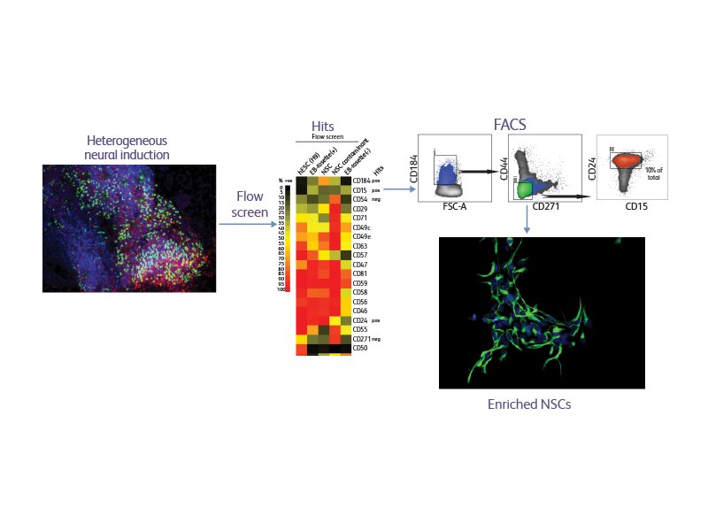 Diagram showing heterogeneous neural induction of cells and staining.