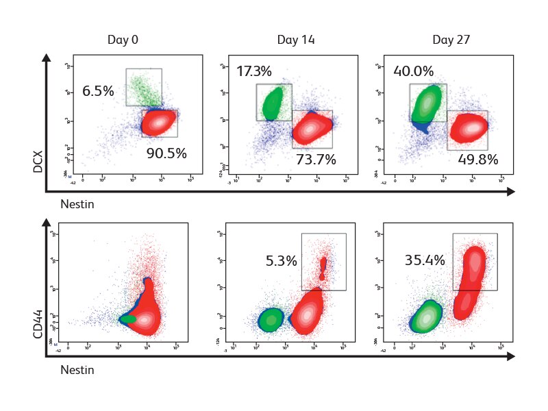 Data sets showing CD44 and DCX results after 0, 14, and 27 day periods.