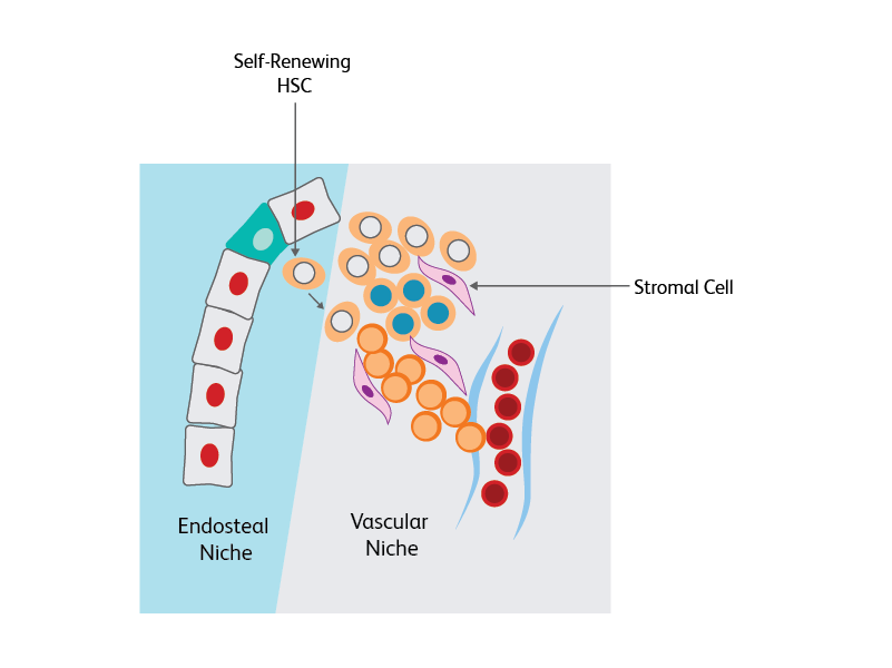 Diagram showing the process for self-renewing HSC propogation.