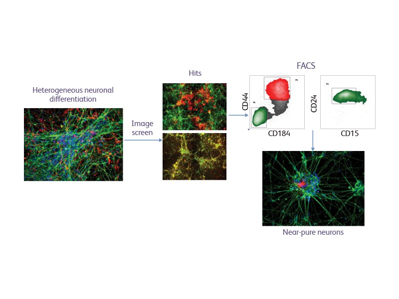 Cell stainings showing heterogeneous neuronal differentiation and testes resulting in near-pure neurons.