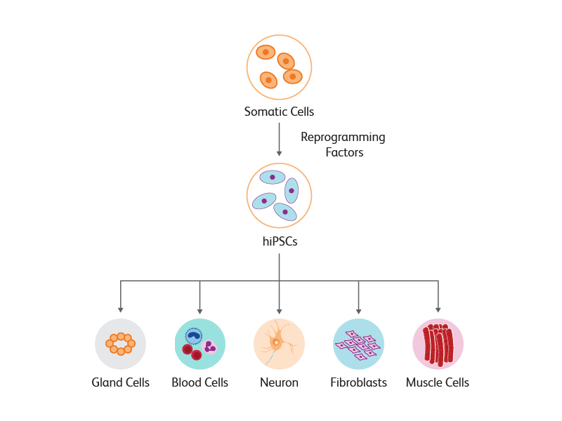 Diagram detailing pluripotent stem cell differentiation process.