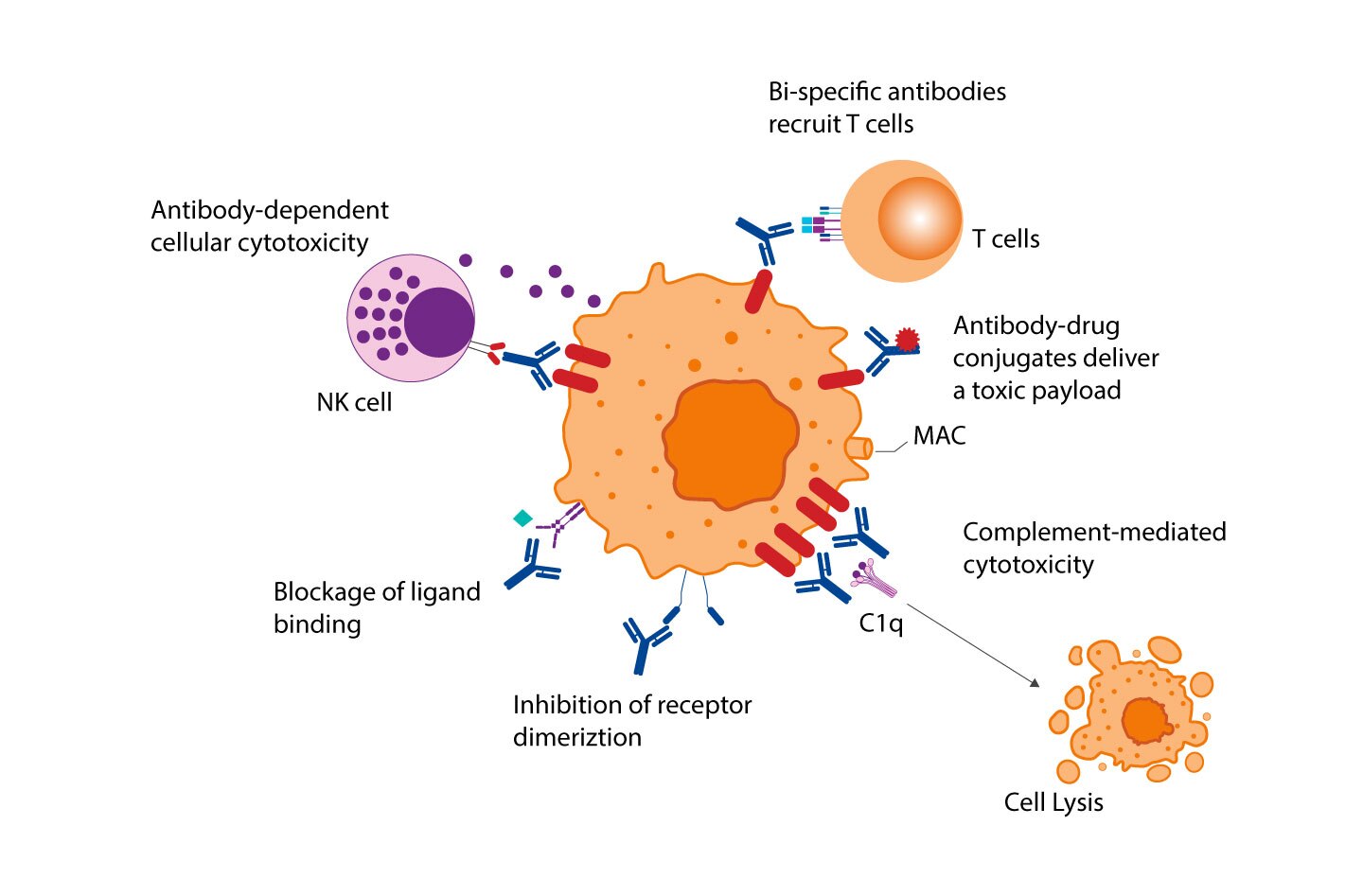 Antibodies targeting the immune system