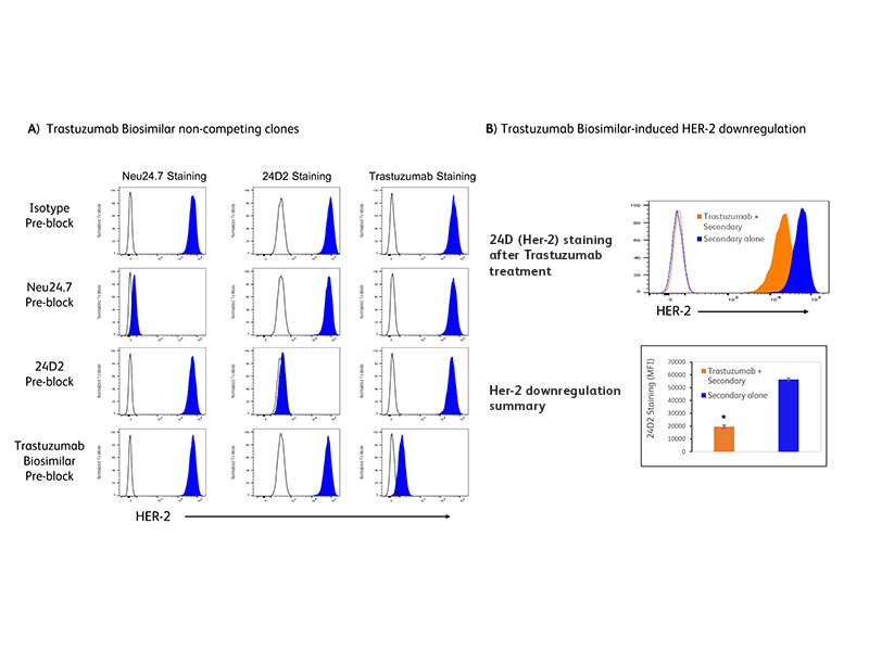 Neu24.7 and 24D2 antibodies permit HER-2 assessment in the presence of Trastuzumab biosimilar.