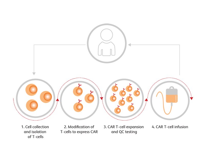Diagram showing steps to collect and isolate T-Cells from an individual and tests performed on them.