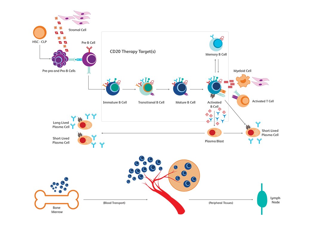 Diagram showing cells at various stages of CD20 Therapy treatment.