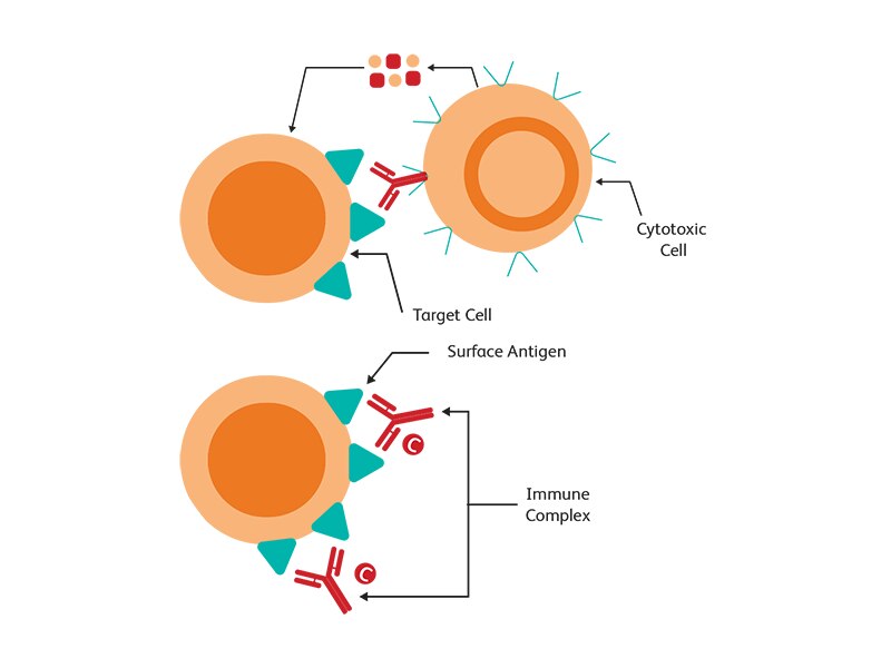 Diagram showing cytotoxic cell attacking a target cell and causing an immune complex.