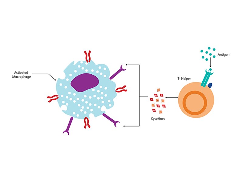 Diagram showing t helper-type attacking a target helper-type and causing an immune complex.
