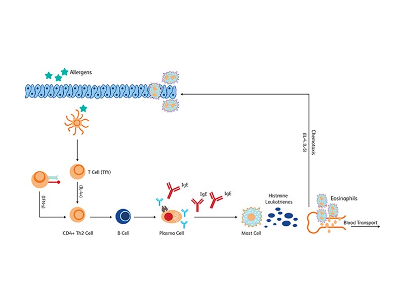 Diagram illustrating allergens and chemotaxis and how they interact with other cells.