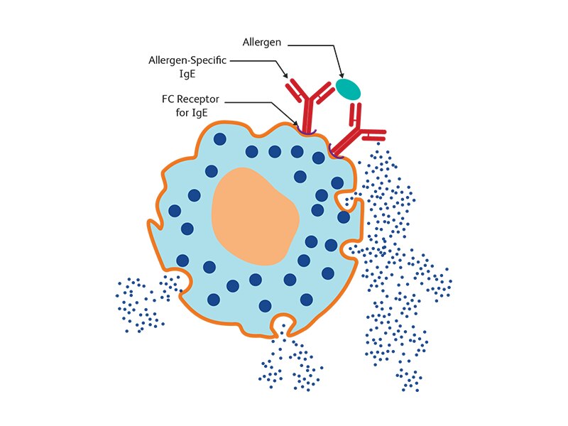 Diagram showing cellular hypersensitivity to allergens.