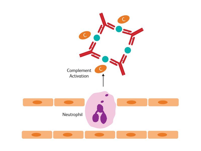 Diagram showing neutrophil cells and their complement activation.